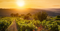 Vinhedo em Chianti na Toscana