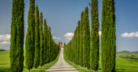Estrada com pinheiros no Val D Orcia.